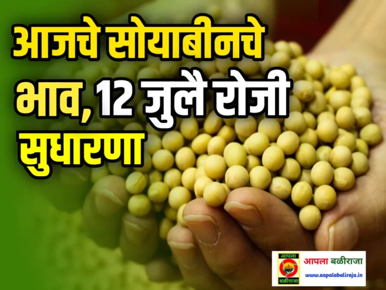 Soybean Commodity Market : आजचे सोयाबीनचे भाव 12 जुलै 2023 लगेच पहा