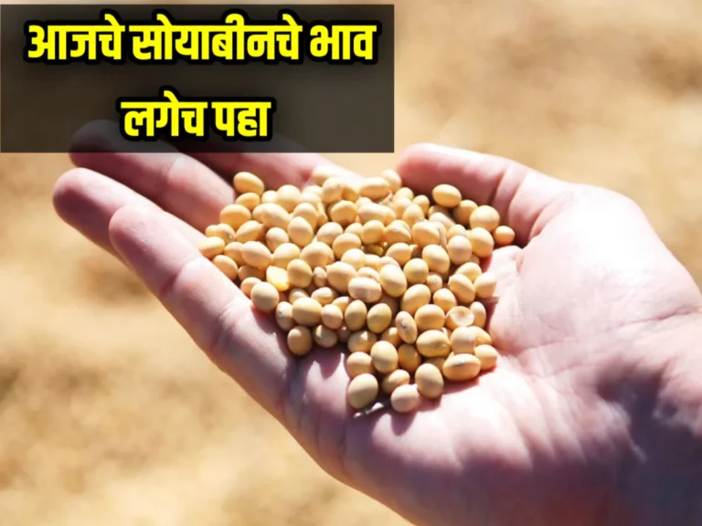 Soybean Commodity Market : आजचे सोयाबीनचे भाव 14 जुलै 2023 लगेच पहा