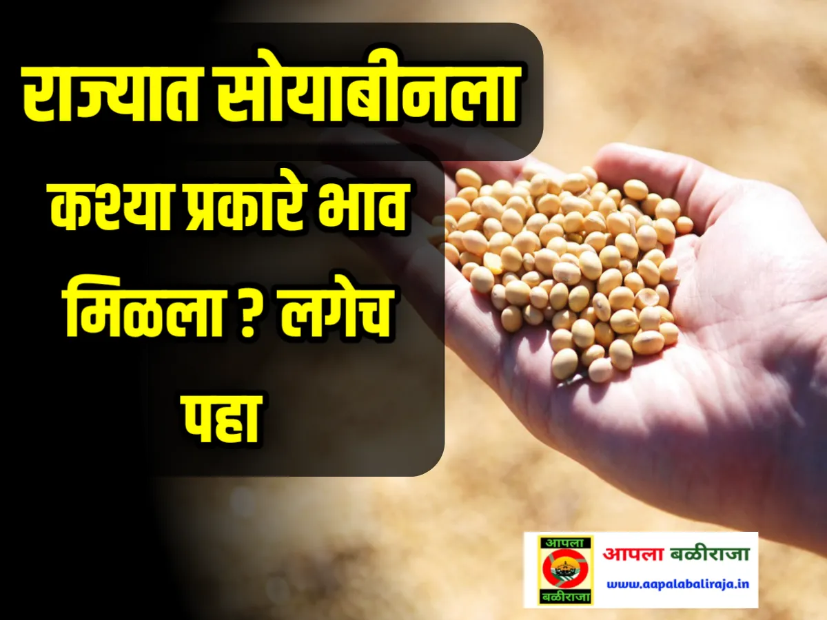 Soybean Commodity Market : आजचे सोयाबीनचे भाव 15 जुलै 2023