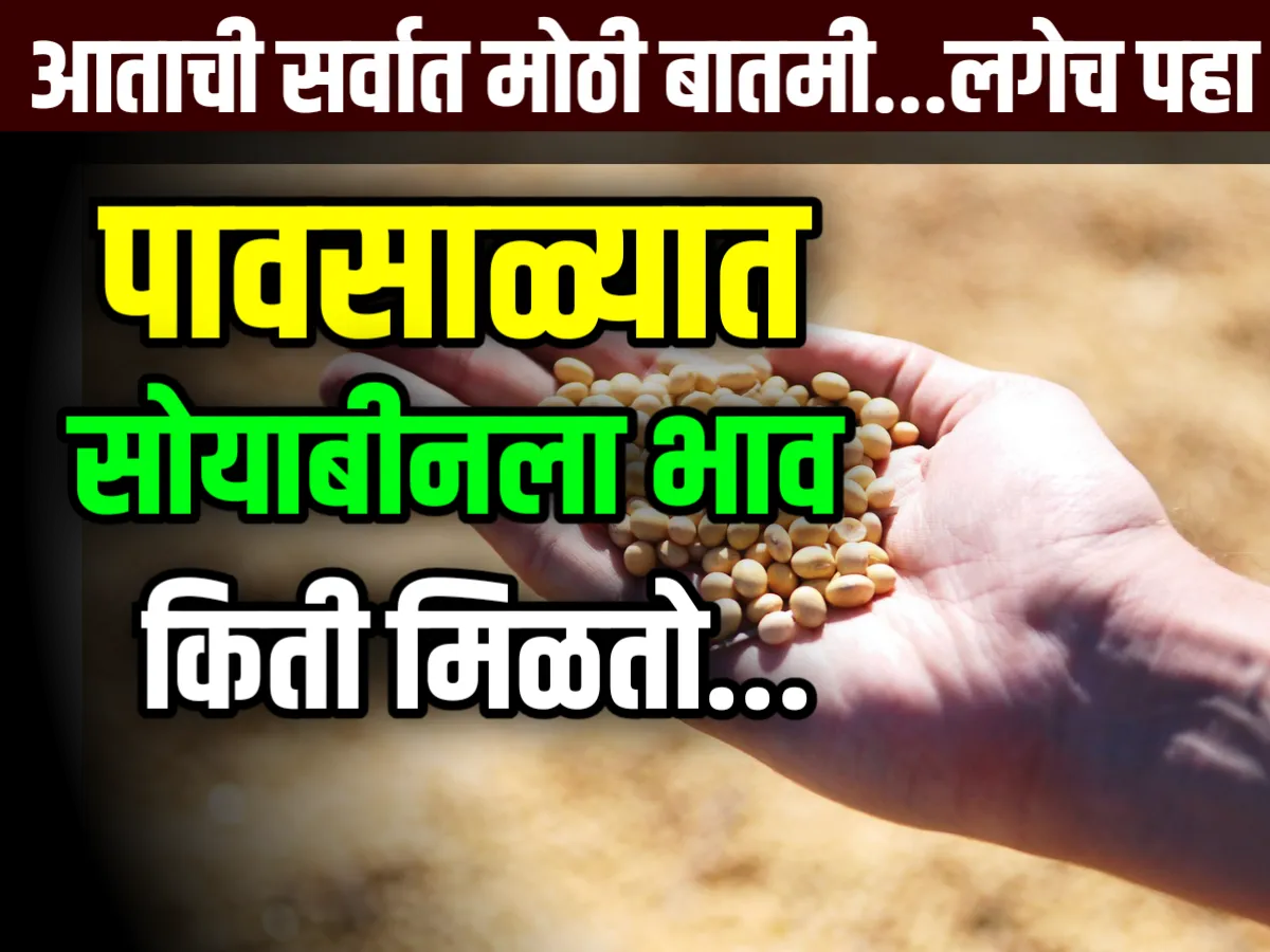 Soybean Commodity Market : आजचे सोयाबीनचे भाव 11 जुलै 2023