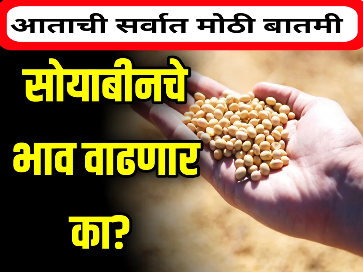 Soybean Market : सोयाबीनच्या भावात सुधारणा होणार का ?