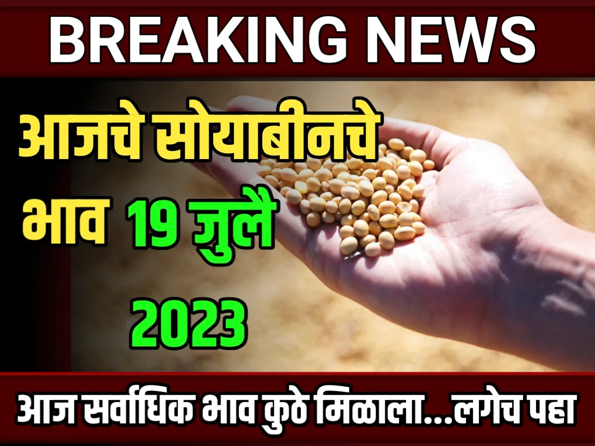 Commodity Soybean Price : आजचे सोयाबीनचे बाजार भाव 19 जुलै 2023 महाराष्ट्र