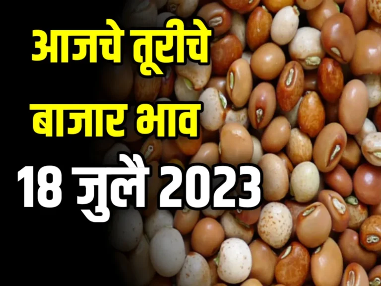 Tur : आजचे तूरीचे बाजार भाव 18 जुलै 2023 महाराष्ट्र