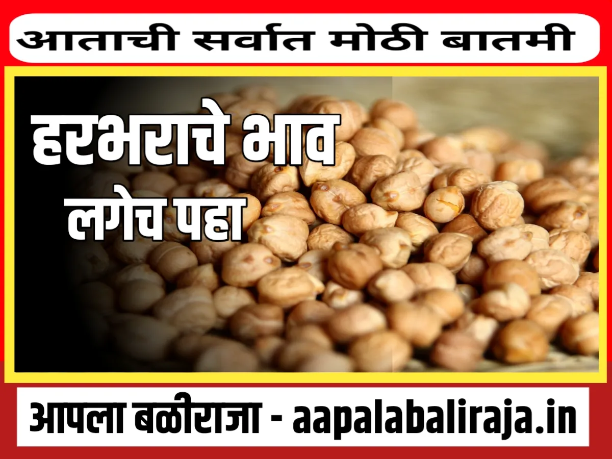 Chana Rate : आजचे हरभराचे भाव 9 ऑगस्ट 2023 महाराष्ट्र