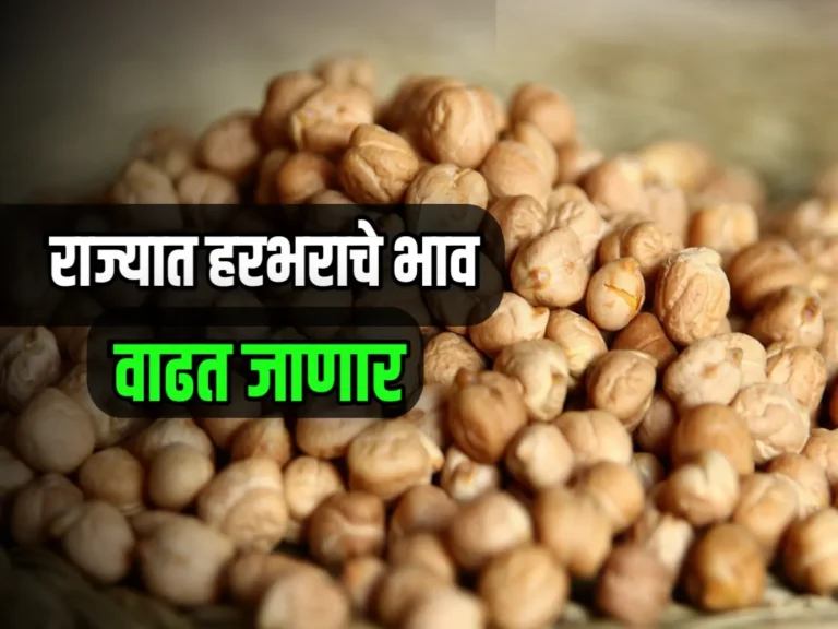 Chana Rate : आजचे हरभराचे भाव 12 डिसेंबर 2023