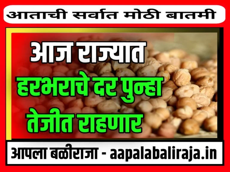 Chana Rate : आजचे हरभराचे भाव 14 ऑगस्ट 2023