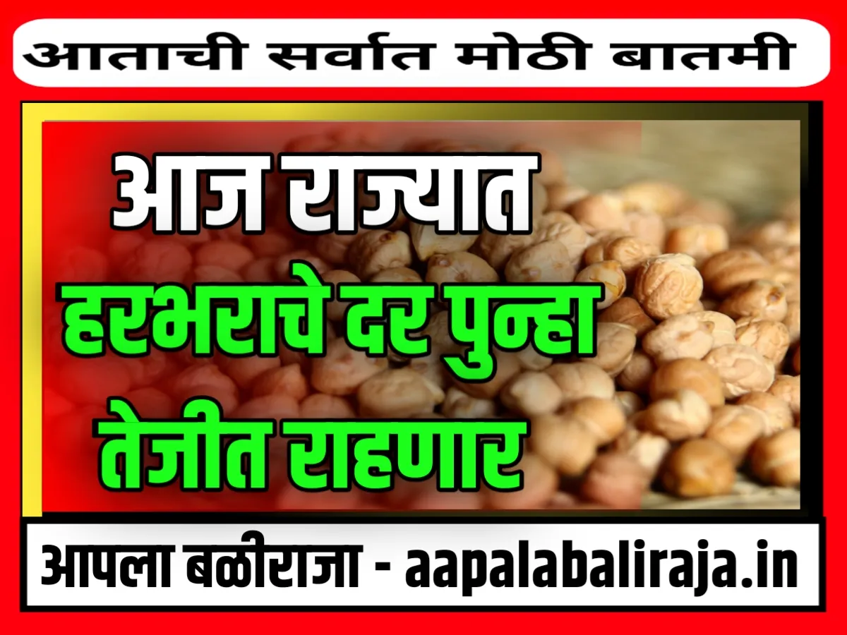 Chana Rate : आजचे हरभराचे भाव 14 ऑगस्ट 2023