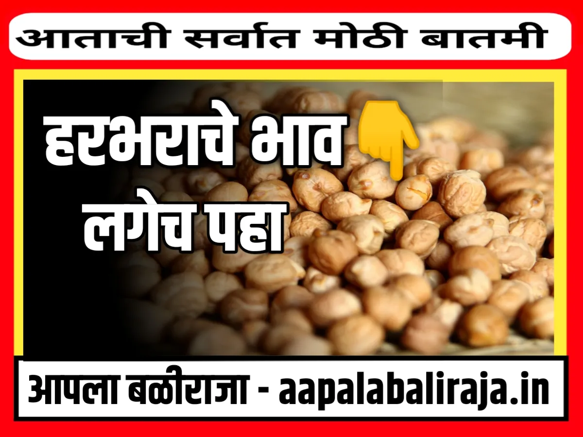 Chana Rate : आजचे हरभराचे भाव 16 ऑक्टोबर 2023 महाराष्ट्र