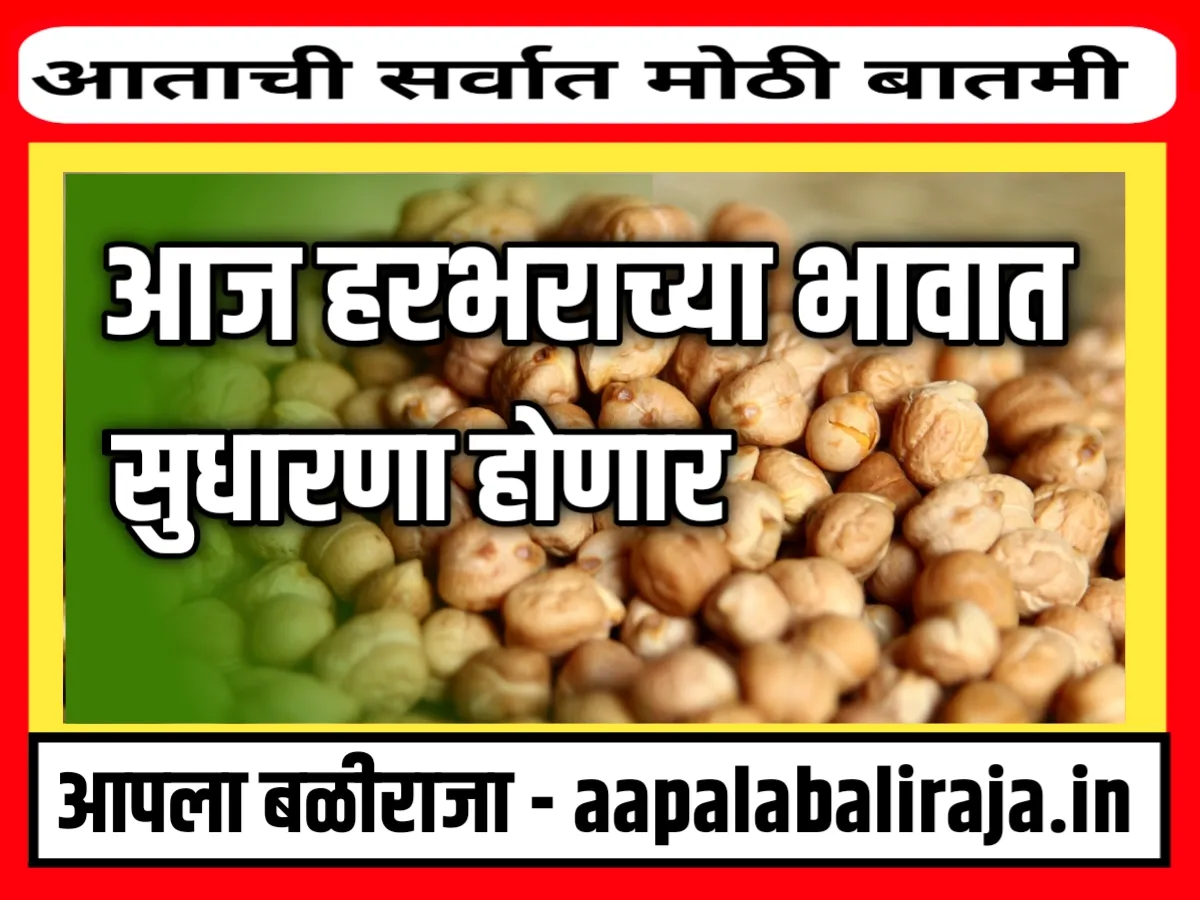 Chana Rate : आजचे हरभराचे भाव 17 ऑक्टोबर 2023 महाराष्ट्र