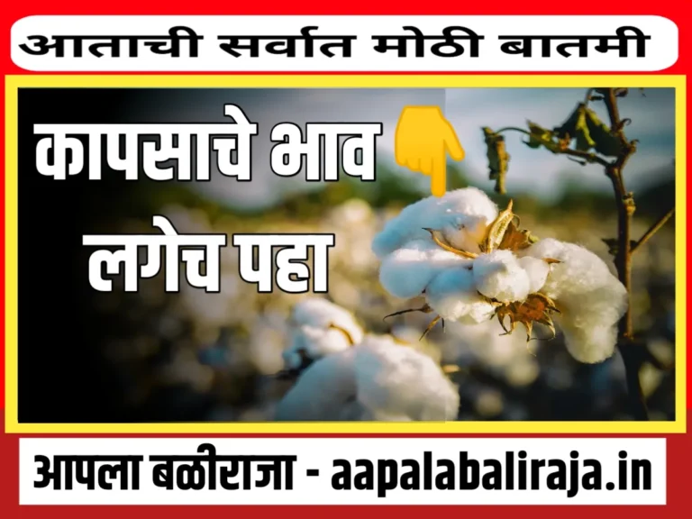 Cotton Rate : आजचे कापसाचे भाव 9 ऑगस्ट 2023 महाराष्ट्र