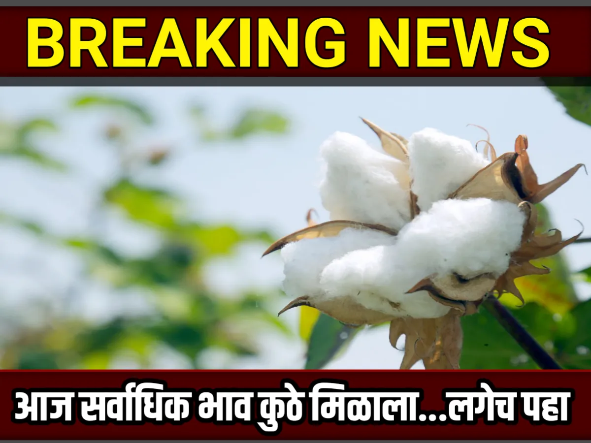 Cotton Rate : आजचे कापसाचे भाव 11 ऑगस्ट 2023