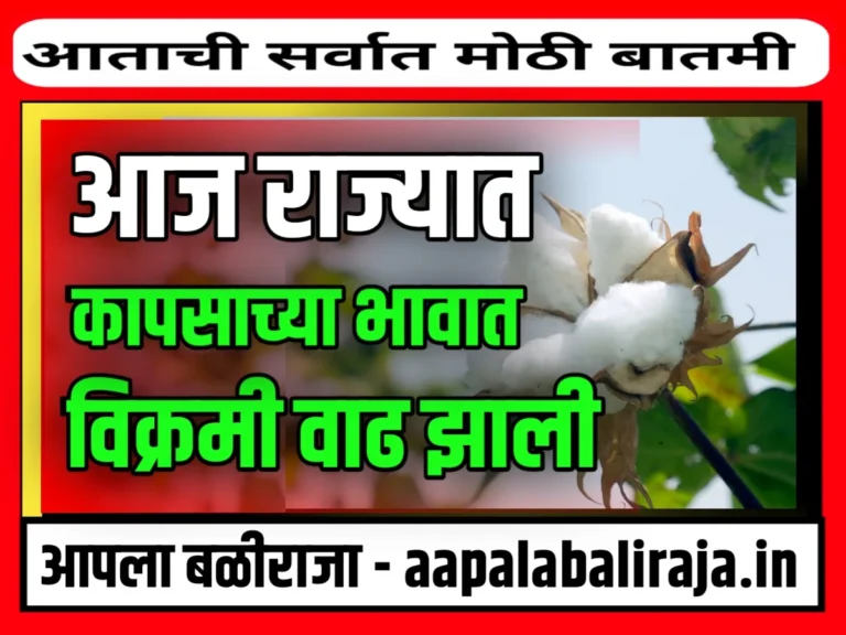 Cotton Rate : कापसाचे बाजार भाव 14 ऑक्टोबर 2023