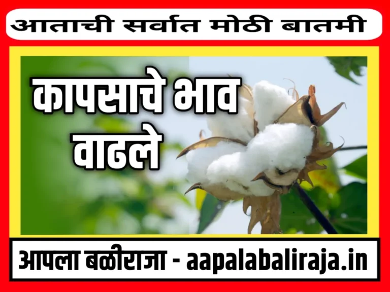 Cotton Rate : आजचे कापंसाचे भाव 18 ऑगस्ट 2023 महाराष्ट्र