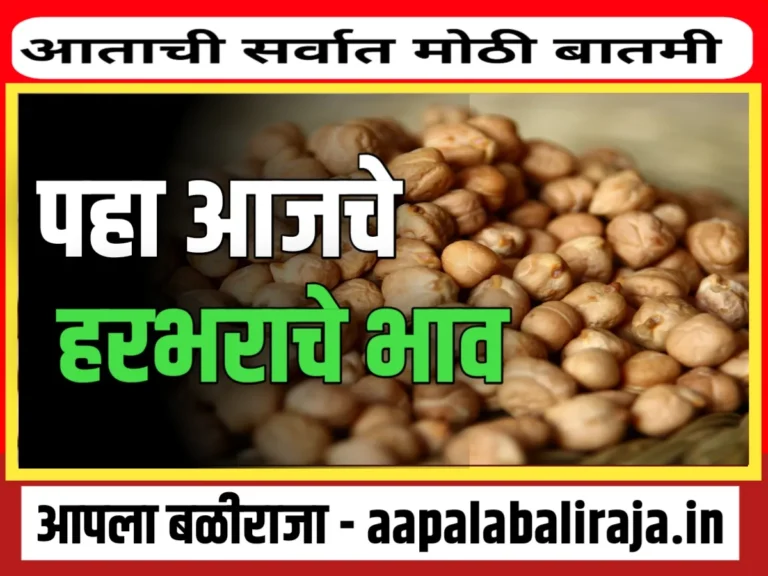 Chana Rate : आजचे हरभराचे भाव 31 ऑगस्ट 2023 महाराष्ट्र