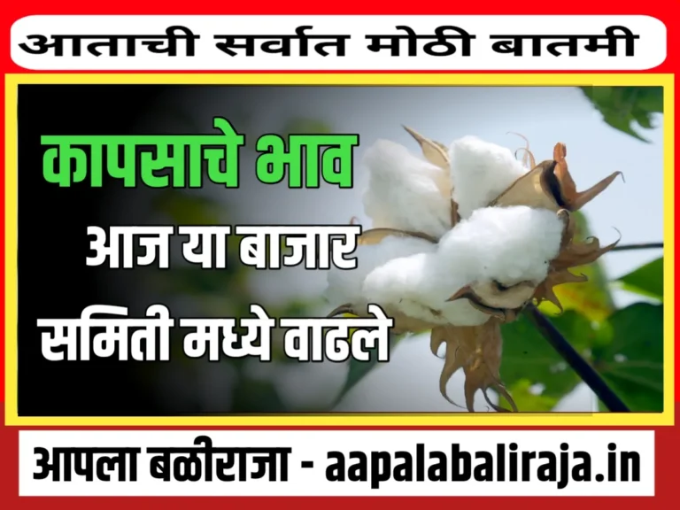 Cotton Rate : आजचे कापसाचे भाव 8 ऑगस्ट 2023