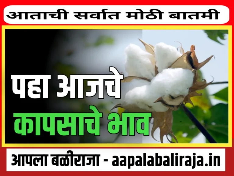 Cotton Rate : आजचे कापसाचे भाव 31 ऑगस्ट 2023 महाराष्ट्र