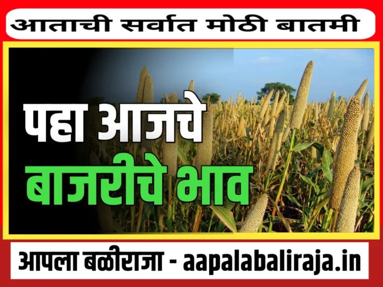 Millet Rate : आजचे बाजरीचे भाव 31 ऑगस्ट 2023 महाराष्ट्र