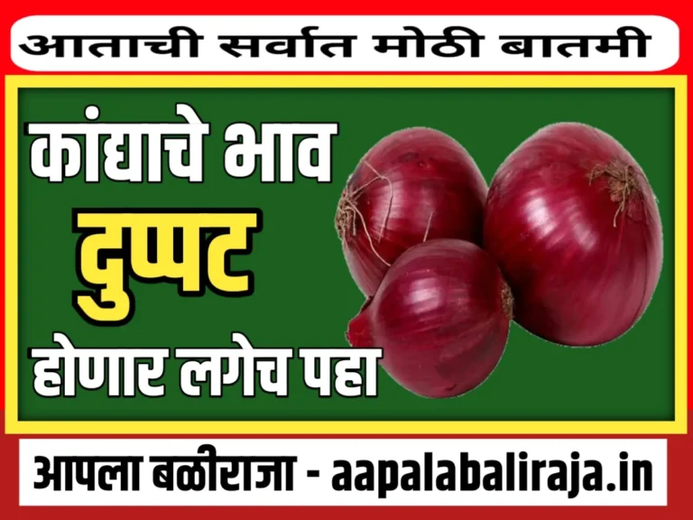 Onions Market : कांद्याचे भाव दुपट्टीने वाढणार ! लगेच पहा