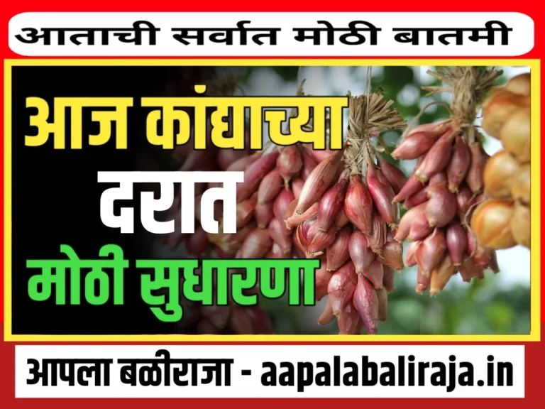  Onions Rate : आजचे कांद्याचे भाव 26 ऑगस्ट 2023 महाराष्ट्र