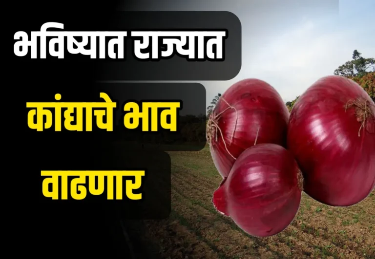 Onions Rate : आजचे कांद्याचे भाव 12 डिसेंबर 2023