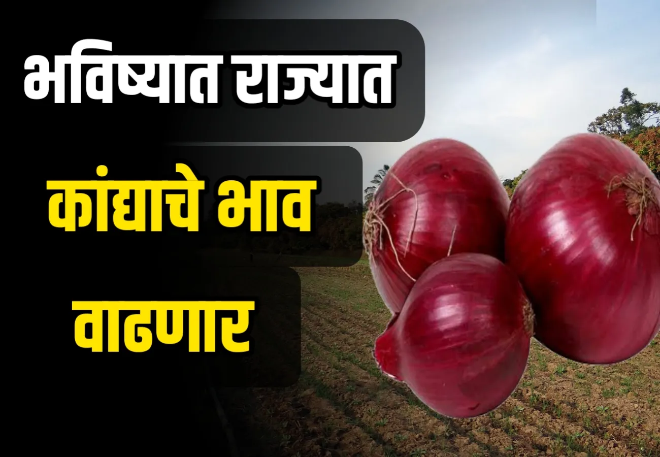 Onions Rate : आजचे कांद्याचे भाव 12 डिसेंबर 2023