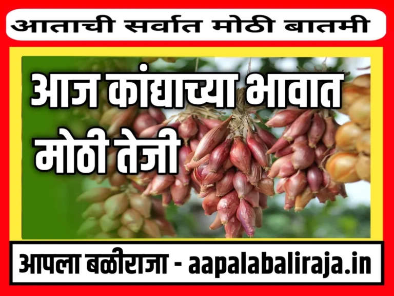 Onions Rate : आजचे कांद्याचे भाव 17 ऑगस्ट 2023 महाराष्ट्र