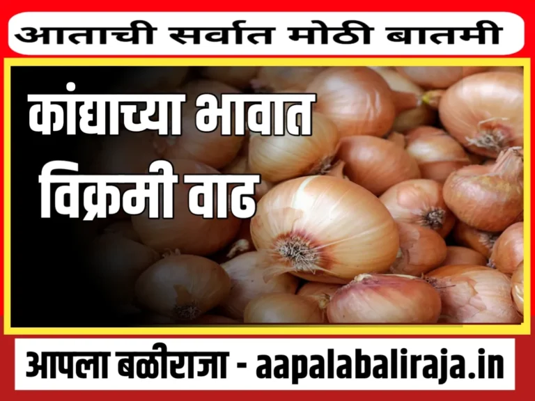 Onions Rate : आजचे कांद्याचे भाव 8 ऑगस्ट 2023