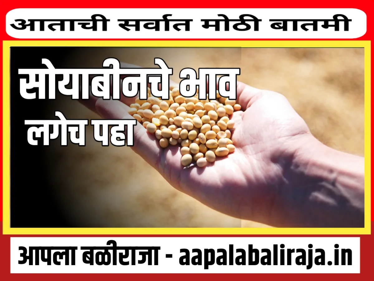 Soybean Rate : आजचे सोयाबीनचे भाव 9 ऑगस्ट 2023 महाराष्ट्र