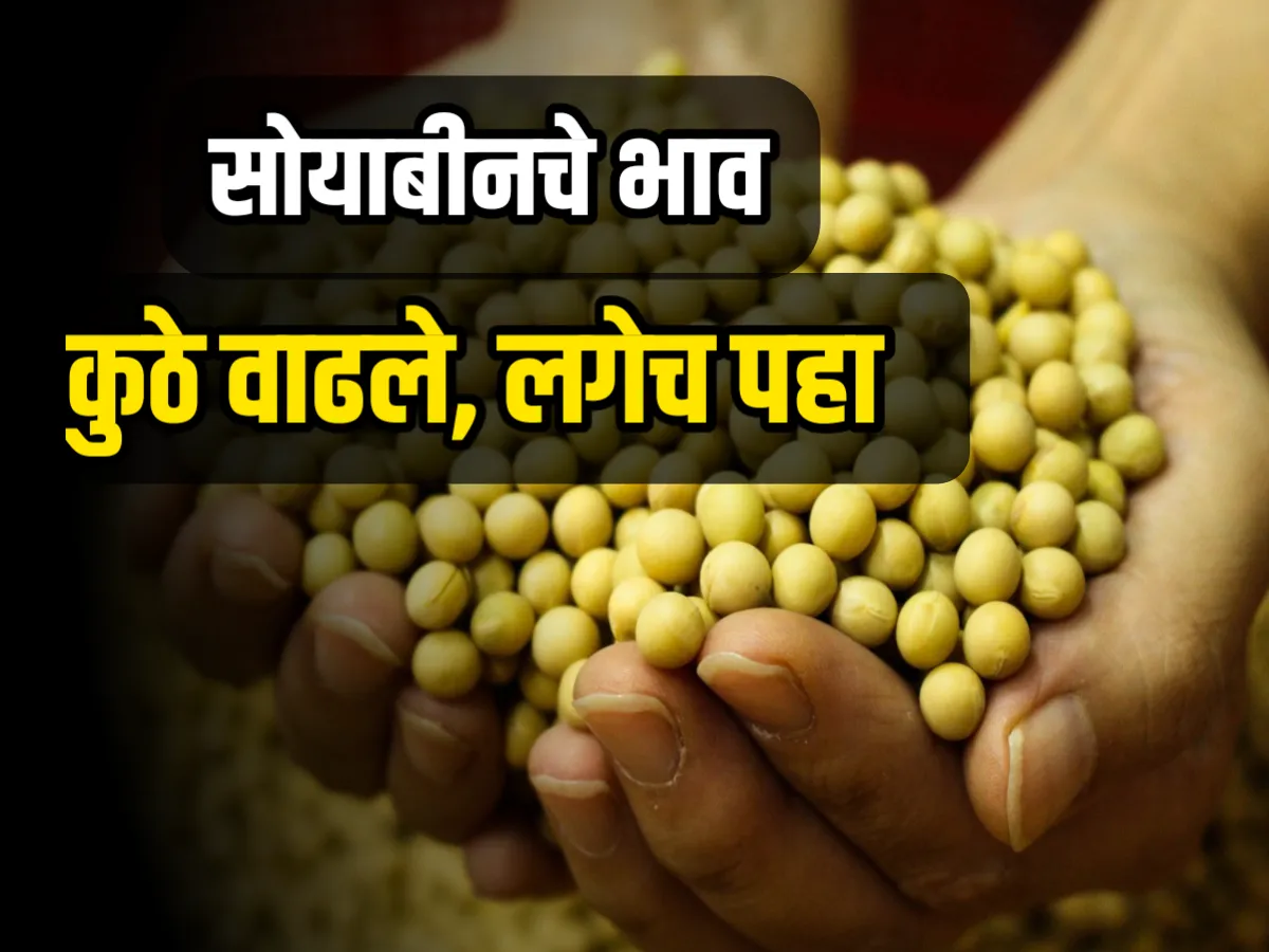 Soybean Rate : आजचे सोयाबीनचे भाव 12 डिसेंबर 2023