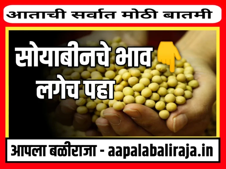 Soybean Rate : आजचे सोयाबीनचे भाव 16 ऑक्टोबर 2023