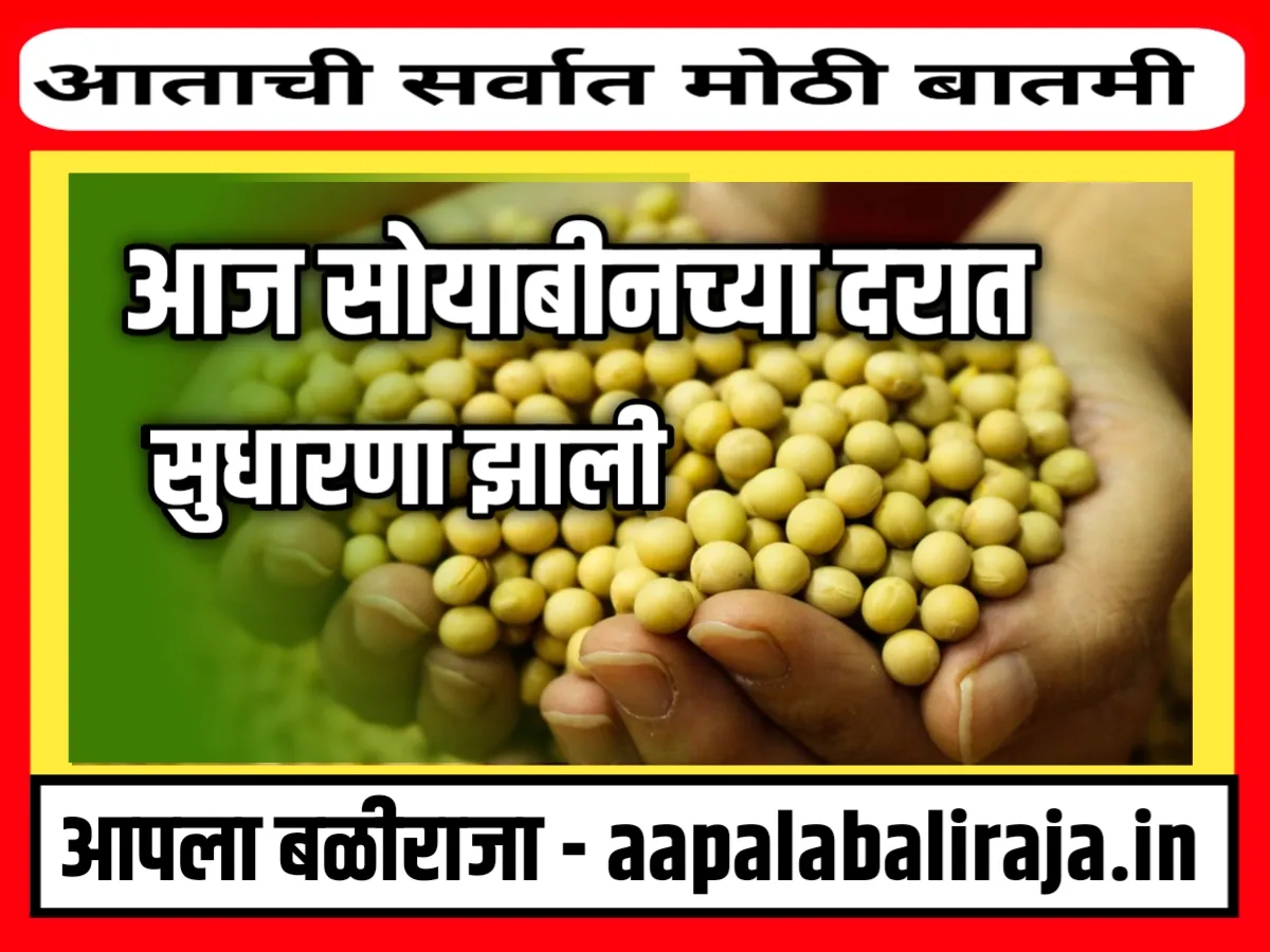 Soybean Rate : आजचे सोयाबीनचे भाव 17 ऑगस्ट 2023 महाराष्ट्र