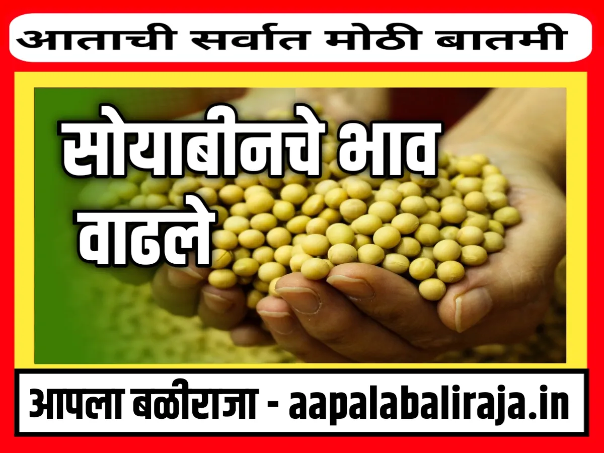 Soybean Rate : आजचे सोयाबीनचे भाव 18 ऑक्टोबर 2023 महाराष्ट्र