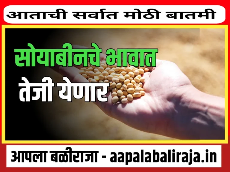 Soybean Rate : आजचे सोयाबीनचे भाव 8 ऑगस्ट 2023