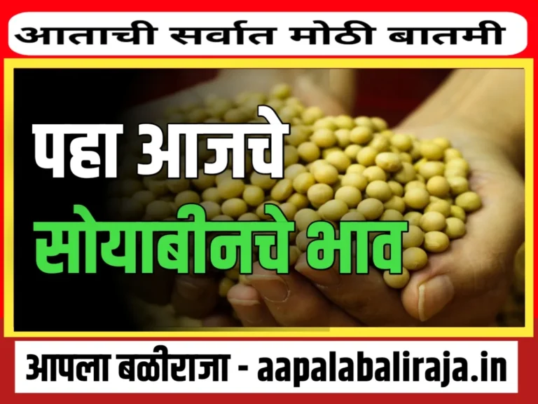 Soybean Rate : आजचे सोयाबीनचे भाव 31 ऑगस्ट 2023 महाराष्ट्र