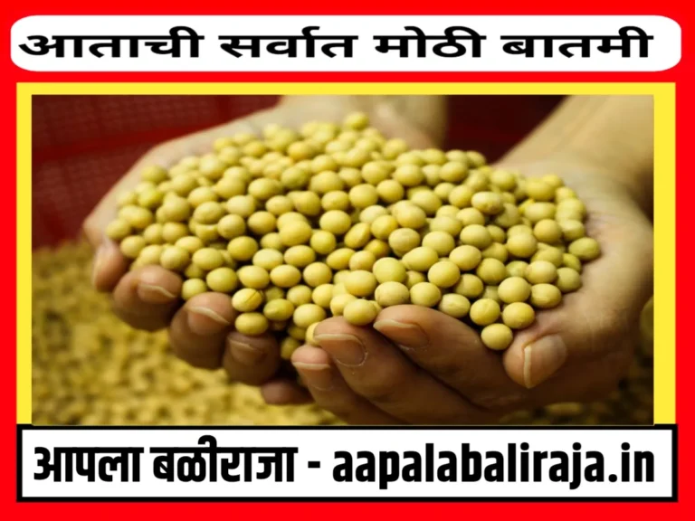 Soybean Rate : आजचे सोयाबीनचे भाव 21 ऑगस्ट 2023