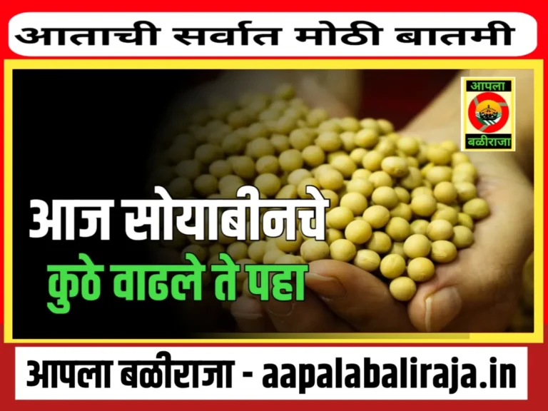 Soybean Rate : आजचे सोयाबीनचे भाव 26 ऑगस्ट 2023