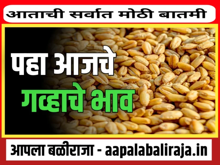 Wheat Price Today : आजचे गव्हाचे बाजार भाव 31 ऑगस्ट 2023 महाराष्ट्र