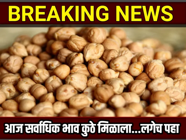 Chana Rate : आजचे हरभराचे भाव 11 ऑक्टोबर 2023