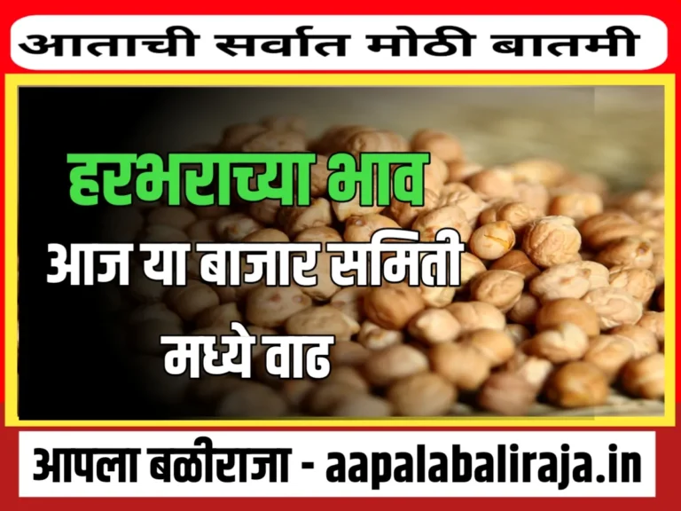 Chana Rate : आजचे हरभराचे भाव 8 ऑगस्ट 2023