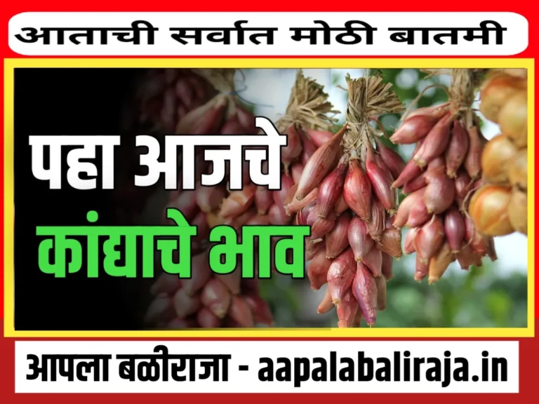 Onions Rate : आजचे कांद्याचे भाव 31 ऑगस्ट 2023 महाराष्ट्र