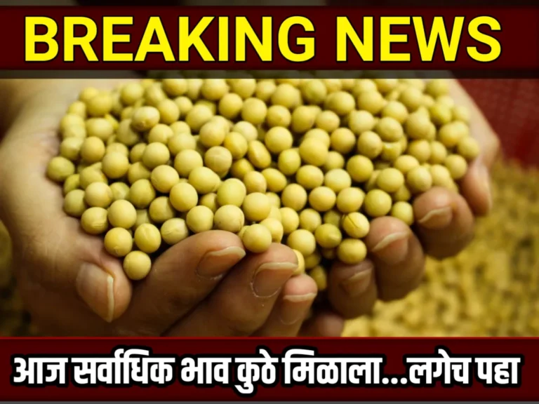 Soybean Rate : आजचे सोयाबीनचे भाव 11 ऑक्टोबर 2023