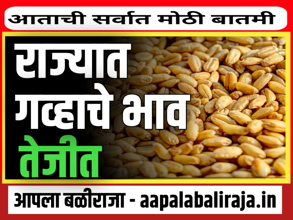 wheat price Today : आजचे गहूचे भाव 30 ऑक्टोबर 2023