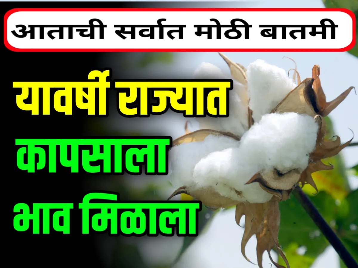 Cotton Rate : कापसाला चांगला भाव मिळण्यास सुरुवात