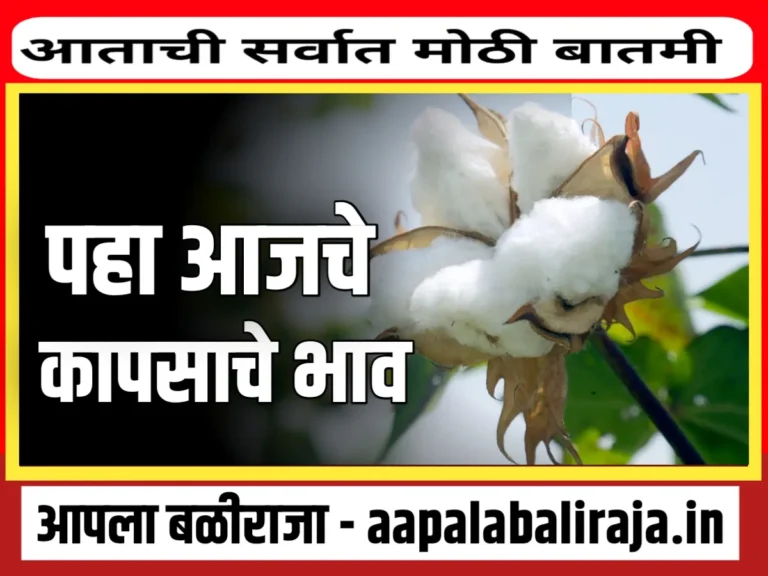 Cotton Rate : आजचे कापसाचे भाव 2 ऑगस्ट 2023 महाराष्ट्र