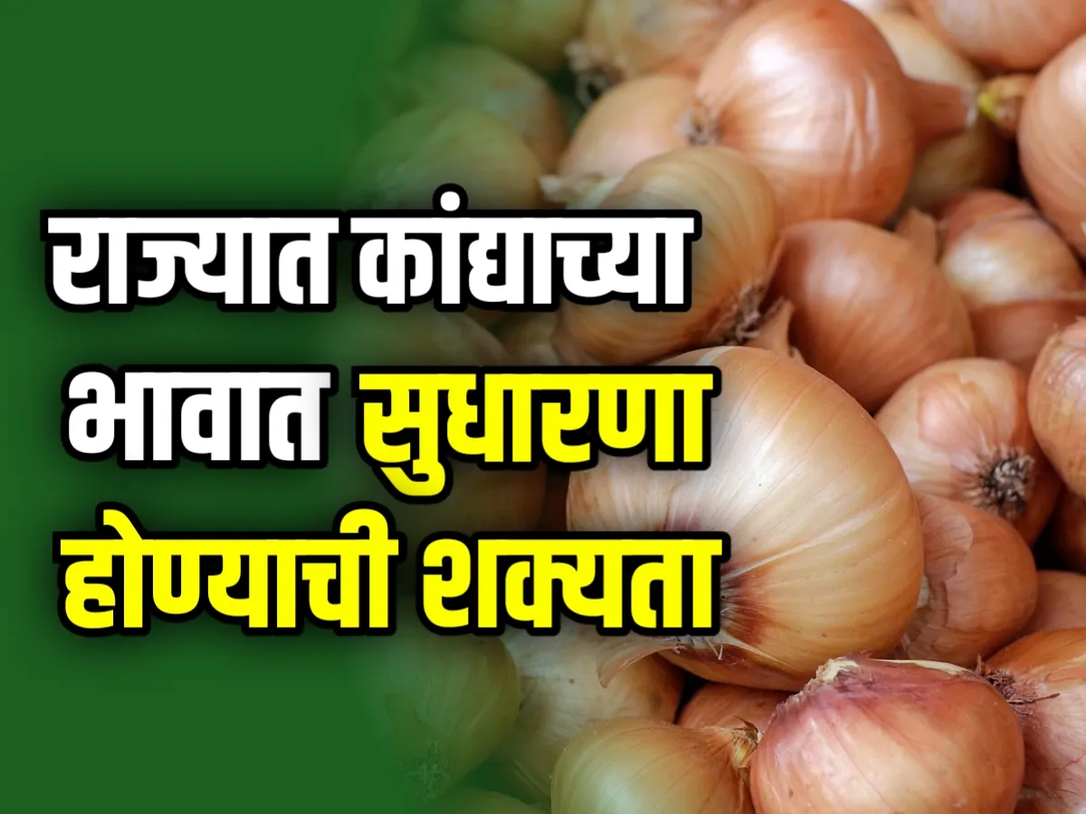 25 सप्टेंबर 2023 | आजचे कांद्याचे भाव | Onions Rate Today 2023