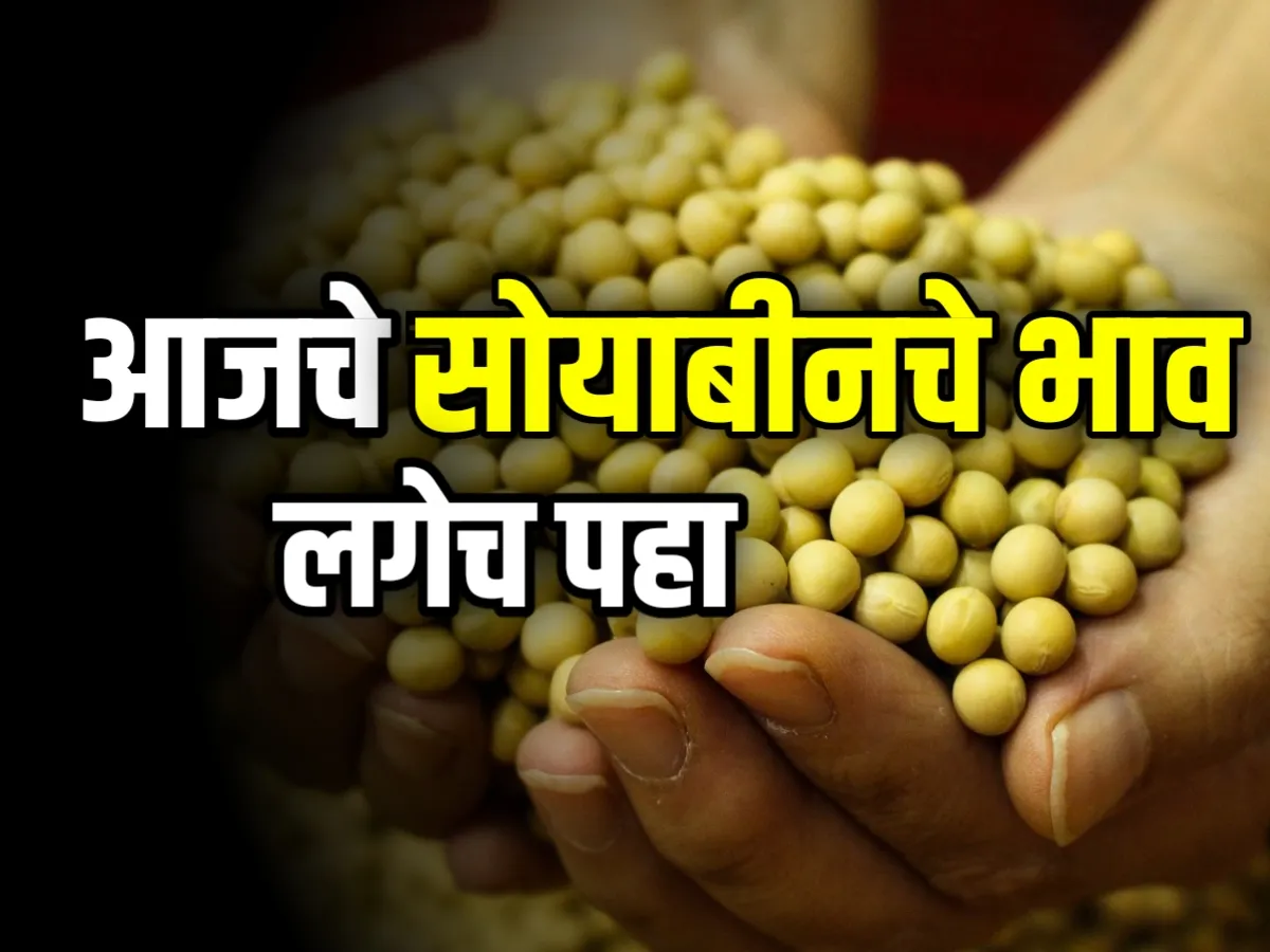 Soybean Rate : आजचे सोयाबीनचे भाव 27 सप्टेंबर 2023 महाराष्ट्र