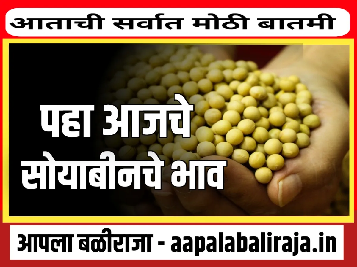 Soybean Rate : आजचे सोयाबीनचे भाव 2 ऑगस्ट 2023 महाराष्ट्र