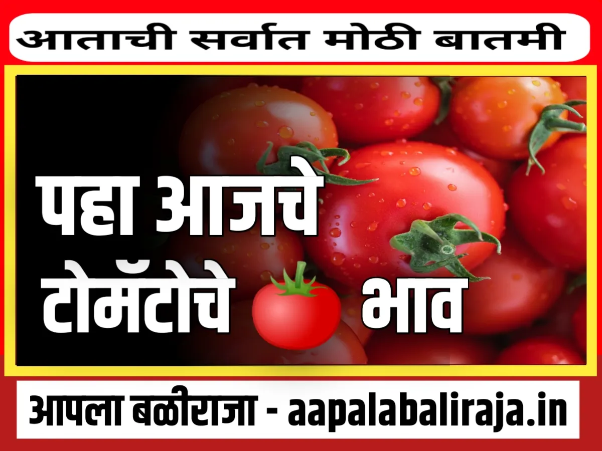 Tomato Rate : आजचे टोमॅटोचे भाव 2 ऑगस्ट 2023 महाराष्ट्र