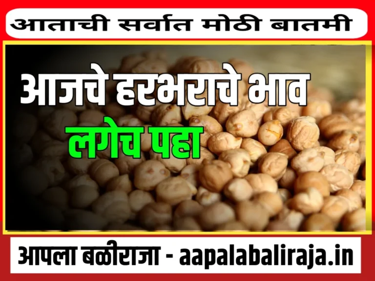 Chana Rate : आजचे हरभराचे भाव 23 ऑक्टोबर 2023 महाराष्ट्र