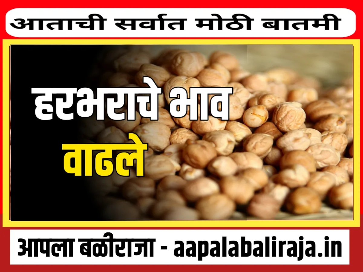 Chana Rate : आजचे हरभराचे भाव 11 ऑक्टोबर 2023 महाराष्ट्र